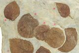 Plate of Paleocene Fossil Leaves - Glendive, Montana #227725-1